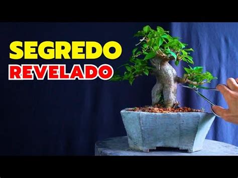 COMO PODAR BONSAI PASSO A PASSO YouTube