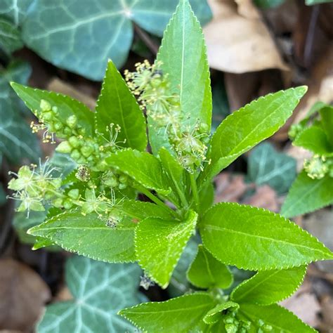 Photo Dogs Mercury Mercurialis Perennis