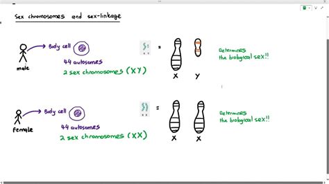 16 8 Sex Chromosomes Sex Linkage X Y Chromosomes Cambridge AS A