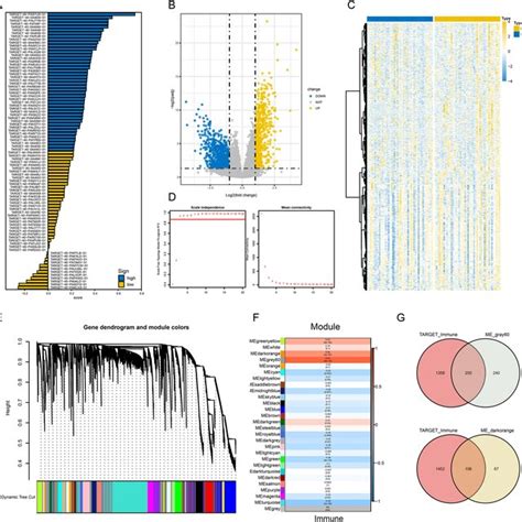 Screening Of Immune Gene Candidates In The TARGET OS Dataset A