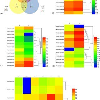 Different Expression Of WRKY Genes In Leaf Stem And Root Of Populus