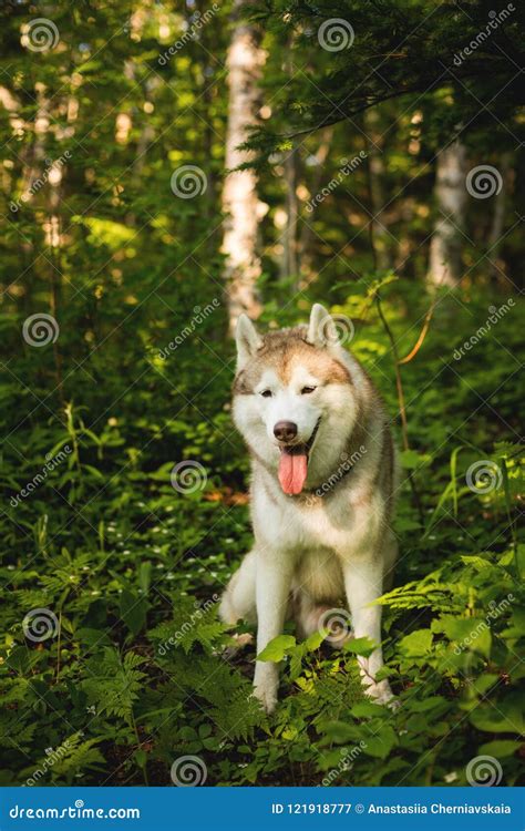 Retrato Del Husky Siberiano Precioso De La Raza Del Perro Que Se Sienta