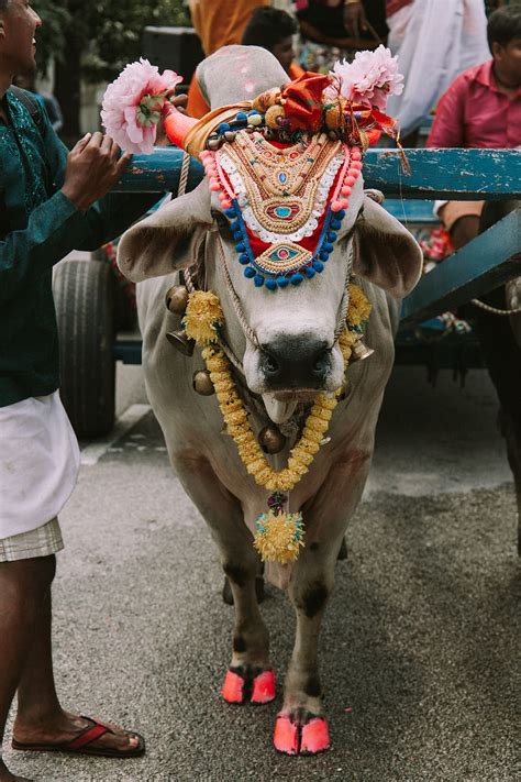 Sacred Cow Of Hinduism