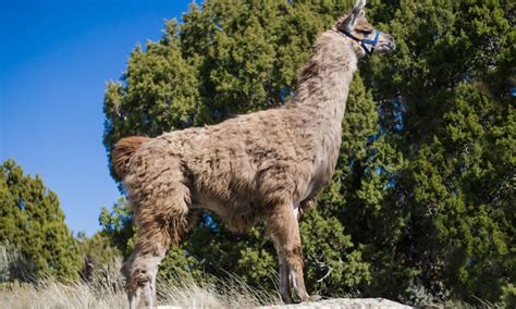 Jackson Wilderness Ridge Trail Llamas