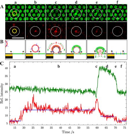 A Time Lapse Series Of Fluorescence Micrographs Showing A Single