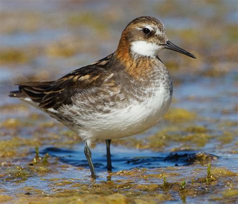 Bird Species Red Necked Phalarope