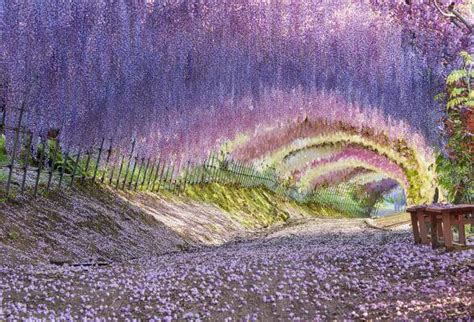 Japans Top 10 Wisteria Viewing Spots