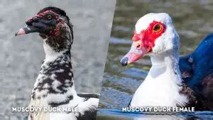 Muscovy Duck Male Vs Female Male And Female Identification The