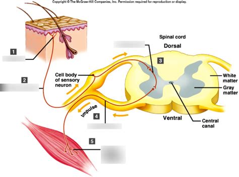 Reflex Arc Diagram Quizlet