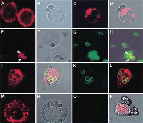 Cd Redistributes To The Phagocytic Cup During Fc R Mediated