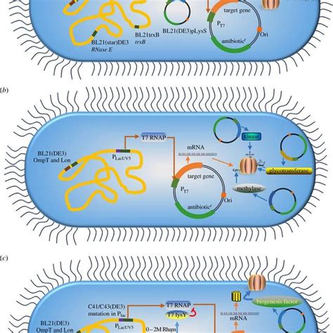 Escherichia Coli Strains For Protein Expression A Escherichia Coli