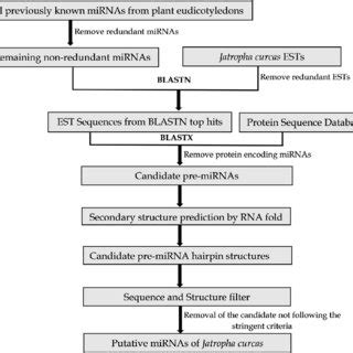 Schematic Workflow For The Identification Of Novel MiRNAs In J Curcas