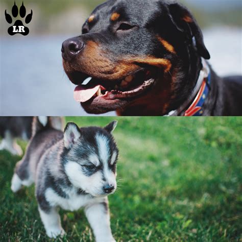 The Rottweiler Husky Mix - AKA, the Rottsky | Labrottie.com