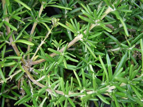 Rosemary – Common – Urban Seedling