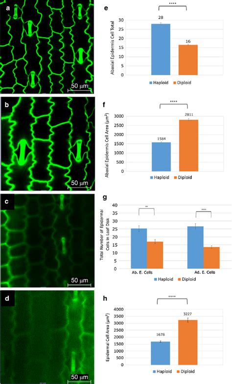 Representative Images Of Abaxial And Adaxial Epidermises Within A 202