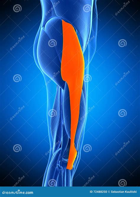 Tensor Fascia Lata Stock Illustration 168623515