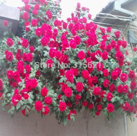 100pcs Vibrant Red Climbing Rose Seeds - BestSeedsOnline.com - Free ...