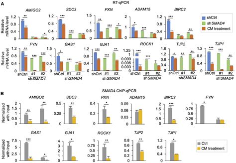 Pai Dependent Inactivation Of Smad Modulated Junction And Adhesion