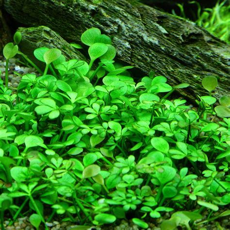 Marsilea hirsuta | Aquasabi - Aquascaping Shop