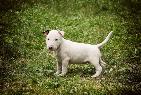 Bull Terrier Puppies: Get Ready for Tail Wags!