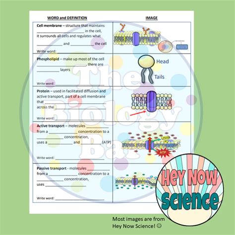 ESL Biology Cell Transport Vocabulary Notes Made By Teachers