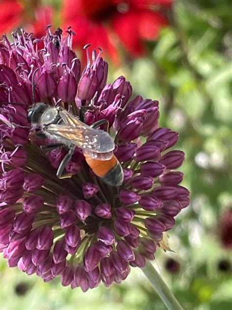 Tom Im Garten On Twitter Hi Kann Mir Wer Von Den Insektenprofis