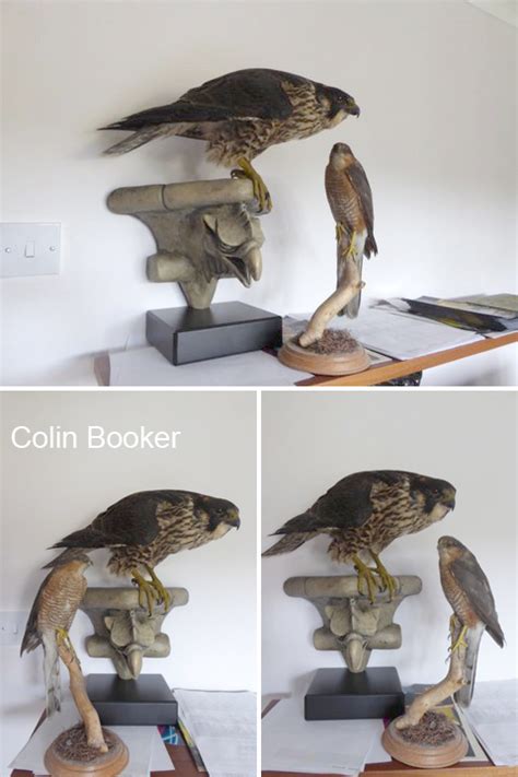 Peregrine – sparrowhawk size comparison | Wakefield Naturalists' Society | nature club Wakefield