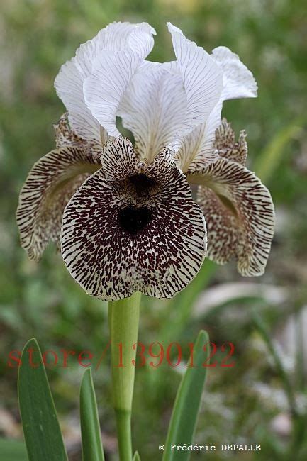 Iris Flowers Orchid Flower Exotic Flowers Amazing Flowers Colorful