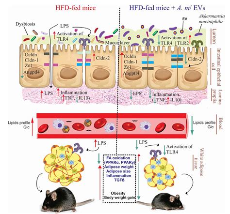 Akkermansia Muciniphila Derived Extracellular Vesicles As A Mucosal