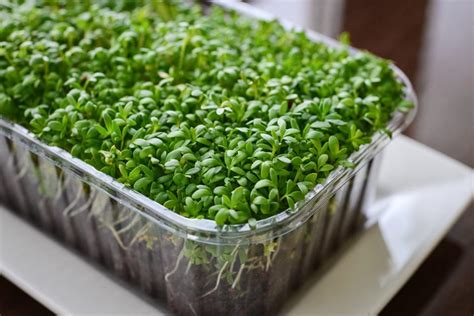 The Best Microgreen Varieties For Your Indoor Garden House Life Today