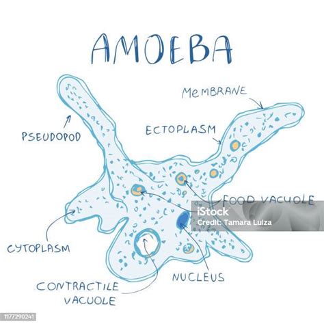 Amoeba Structure Hand Drawn Image Stock Illustration Download Image