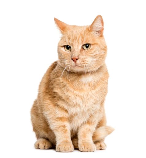 12300 Orange Cat Sitting Stock Photos Pictures And Royalty Free Images