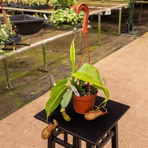 Carnivorous Nepenthes St Gaya Gabriella Plants