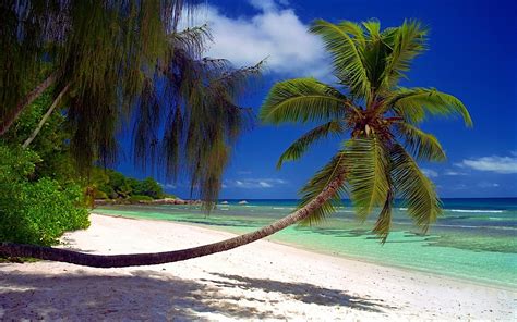 Landscape Nature Tropical Beach White Sand Sea Palm Trees Island Summer