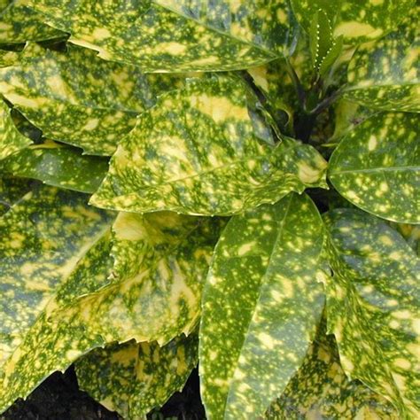 Aucuba Japonica Var Variegata Gold Dust Plant Position Watering