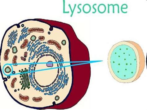 Unit 2 Notes Organelles Ppt Download