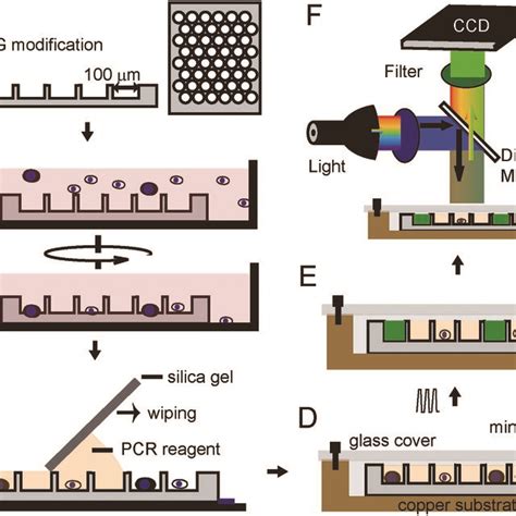 Working Flow Of One Step Pcr For Single Cells A Silica Chip With