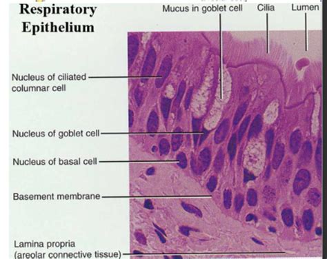 25: Histology of the Respiratory System Flashcards | Quizlet