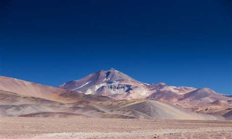 What Do Guanacos Eat and X Other Facts About This Wild Camelid