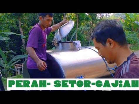 Perah Susu Manual Hasil Maksimal Langsung Setor Ke Pengepul Langsung