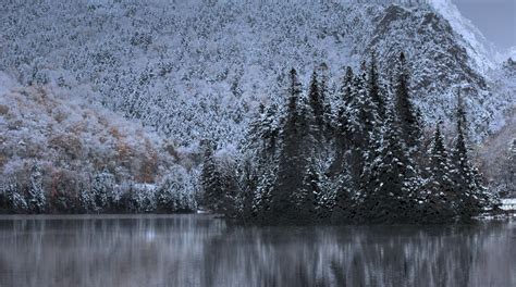 Free Images Tree Water Nature Branch Snow Winter Morning