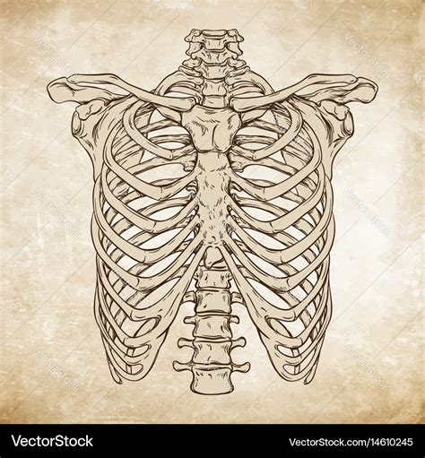 Hand Drawn Line Art Human Ribcage Royalty Free Vector Image