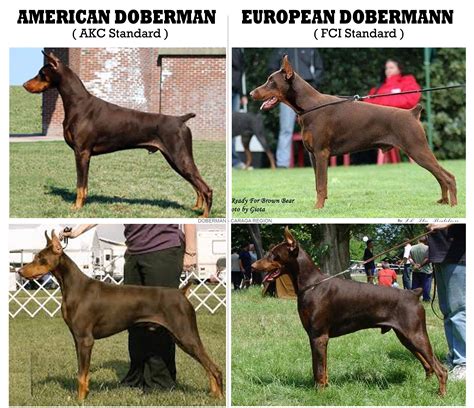 AMERICAN DOBERMAN & EUROPEAN DOBERMANN in 2024 | American doberman ...