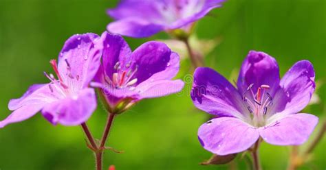 Geranium Meadow In Sunset Light Stock Photo Image Of Cranesbill