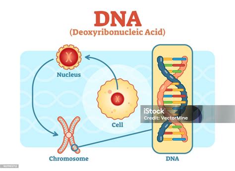 Sel Inti Kromosom Dna Diagram Vektor Medis Ilustrasi Stok Unduh