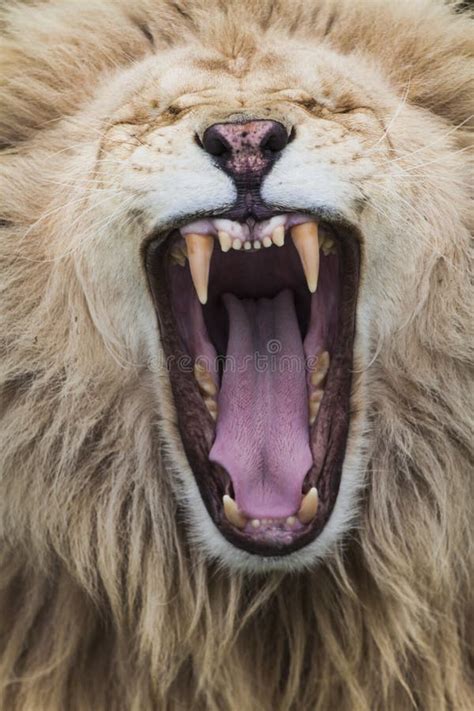 Roaring Lion Waling Towards Camera Stock Photo - Image of carnivore ...