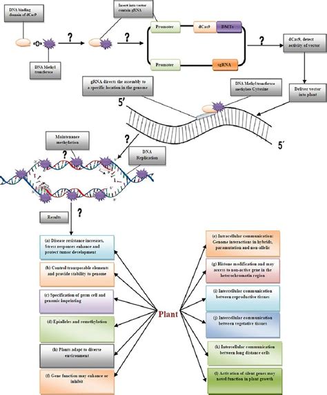 Epigenetics Modification In Plants Through Crisprcas9 System For Crop