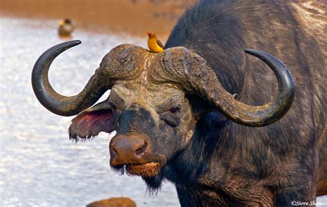 Oxpecker On Cape Buffalo Aberdare National Park Kenya 2018 Steve