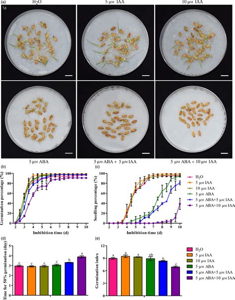 Interactions Of Iaa And Aba On Seed Vigour In Rice A Seed