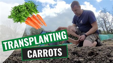 Transplanting Carrot Seedlings Youtube